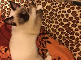 Взяли котёнка,когда первая дочка
