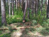 Воруют лес. Красноярск. Плодово-Ягодная