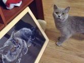 Кошки