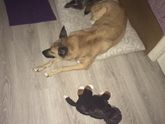Знакомство кошки и собаки с дочкой