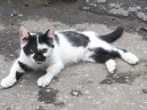 котята в добрые руки Пенза