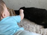 Поедание шерсти кота🤦🏻♀️