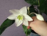 Девочки, подскажите название цветка