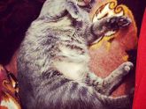 Кот 🐱