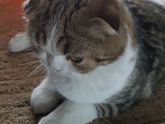 Отдавили коту лапу((((