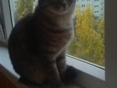 А у нас снег! В октябре)