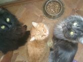 Весенние коты . Посвящается всем кто любит котиков ))))