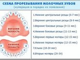 Моляры