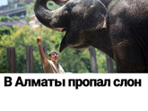 Пропал слон. Объявление в olx.kz 😂😂😂