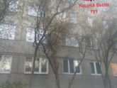 Сняла котёнка с дерева))) 😻😻😻 Чувствую себя мамой-супергероем😹😹