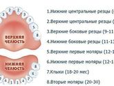 Зубы