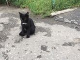 котята в добрые руки Пенза