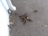 Год в дурдоме. День 3