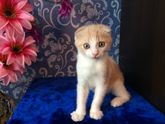 Котёнок у нас уже месяц