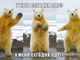 Привед медвед!