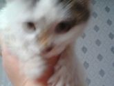 Не могу жалко ? котенка