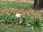 Ботанический сад МГУ. Ч.2