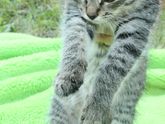 Котеночек
