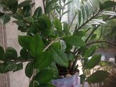 Домашние растения 🌱 все, кто в них разбирается, зайдите плиз