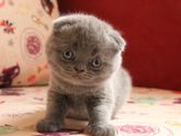 Покорители женских сердец ??