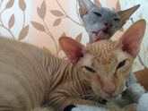 Кошачьи будни