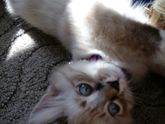Завели котенка~ребенка.