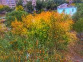 Осень🍁🌼🍂