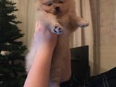 Помню в 10 недель