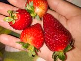 Рай беременной😍🍓