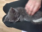 Кличка