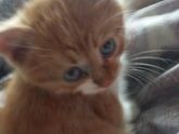 Про котеек