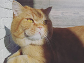 Странная реакция кота..