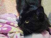 Немного о котейке =)