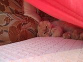 Знакомьтесь- это Василий Котофеевич😽😺😻