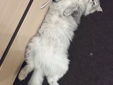 Кот ?