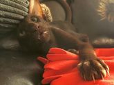 Возвращение кота)))))