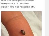 Жук домашний кожеед