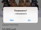 У кого есть минипинчеры(цвергпинчер)?