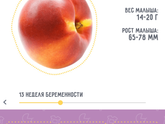 12 недель + 1 скрининг