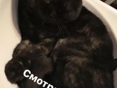 Наши тушки?❤️Кот живет сам