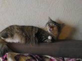 К пред посту.