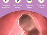 36я неделя началась)