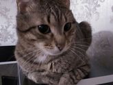 Девочки, Люберцы!
