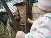Любимая собачка