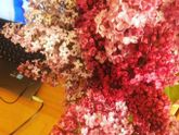 Принесли домой весны 😍😍😍наконец-то☀️☀️☀️