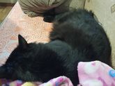 Немного о котейке =)