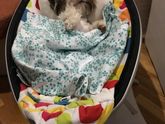 Вот кто любит mamaroo