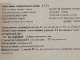 Двойня!!