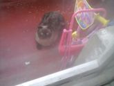Найден вислоухий котик!
