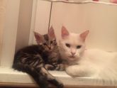 Котёнок МЕЙНКУН Красноярск дешего